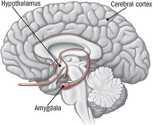 The process & neuroscience behind it. brain