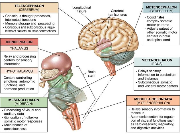 The process & neuroscience behind it. Larger mesencephalon image
